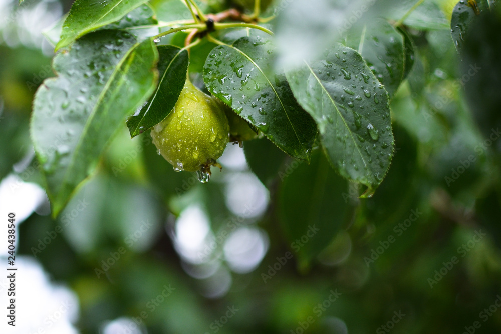 Fototapeta premium Drops. One pear