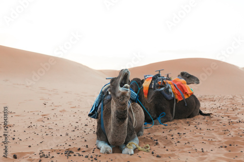 camel tour in the sahara desert