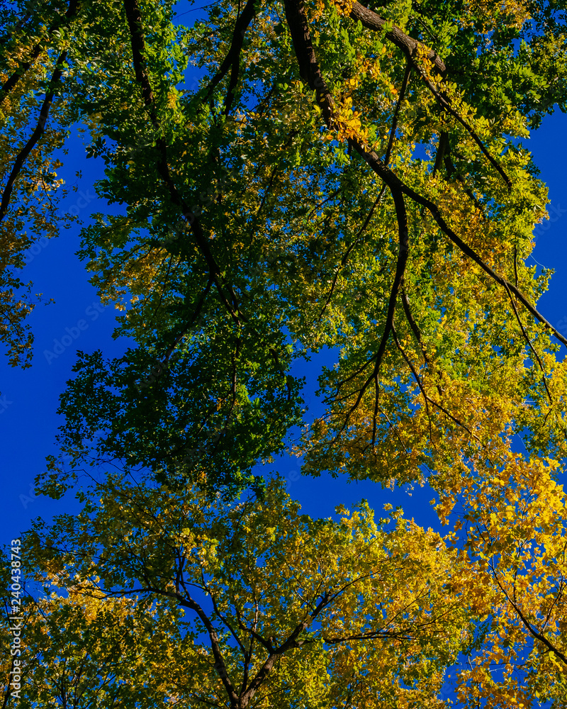 View of canopy of trees with green and yellow autumn leaves on branches against clear blue sky View of canopy of trees with green and yellow autumn leaves on branches against clear blue sky