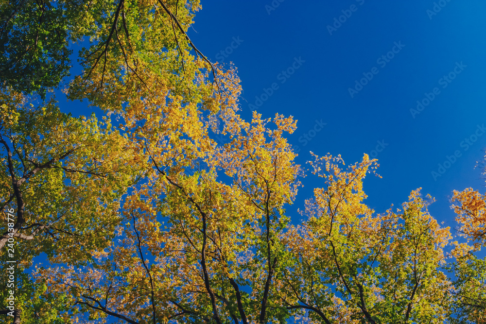 View of canopy of trees with green and yellow autumn leaves on branches against clear blue sky