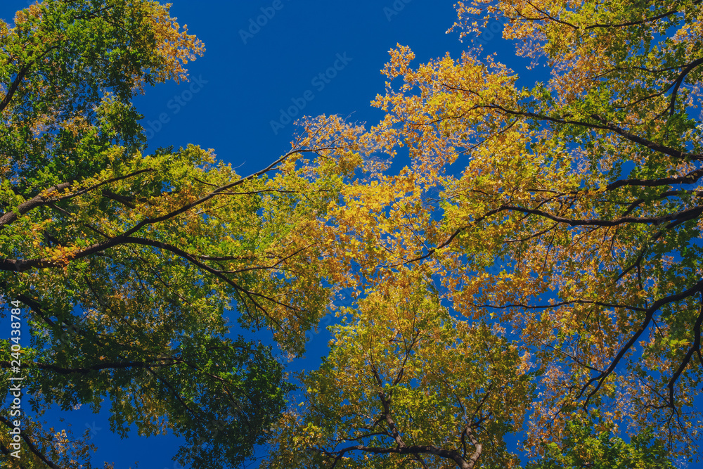 View of canopy of trees with green and yellow autumn leaves on branches against clear blue sky View of canopy of trees with green and yellow autumn leaves on branches against clear blue sky