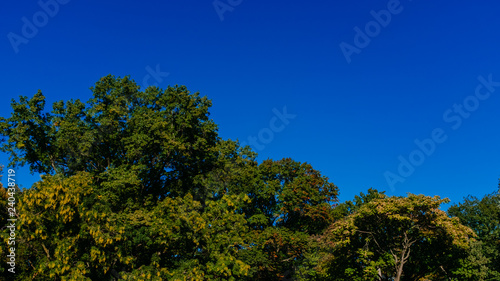 Canopies of trees with green and yellow autumn leaves under clear blue sky, in Central Park, New York City, USA