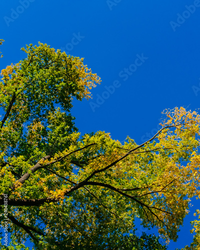 Fototapeta Naklejka Na Ścianę i Meble -  View of canopy of trees with green and yellow autumn leaves on branches against clear blue sky