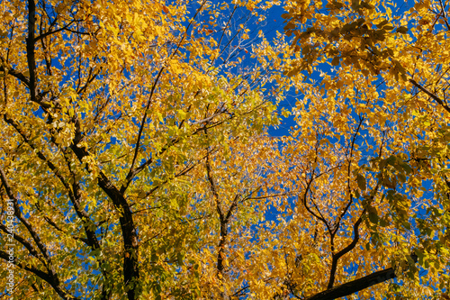 View of canopy of trees with green and yellow autumn leaves on branches against clear blue sky