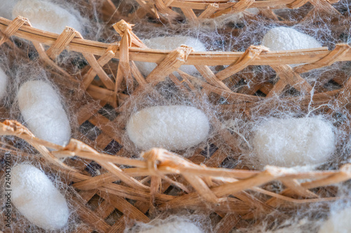 Blurred for background.White silk from the local silk. Raw materials for weaving. © Nipaporn