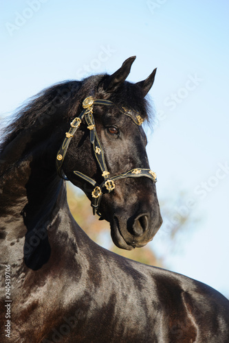 Fresian horse wearing ornate halter bridle
