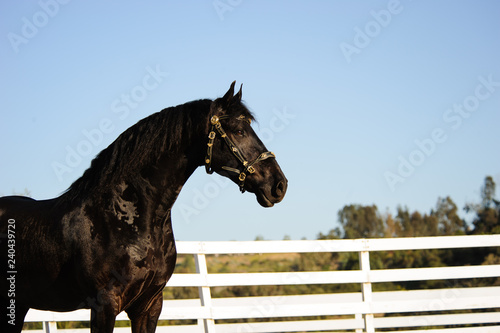 Fresian horse standing with white fence and sky in the background