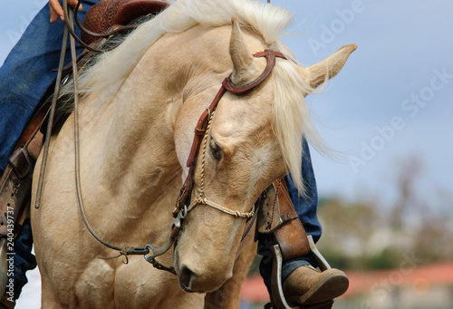 Palomino western horse being riden