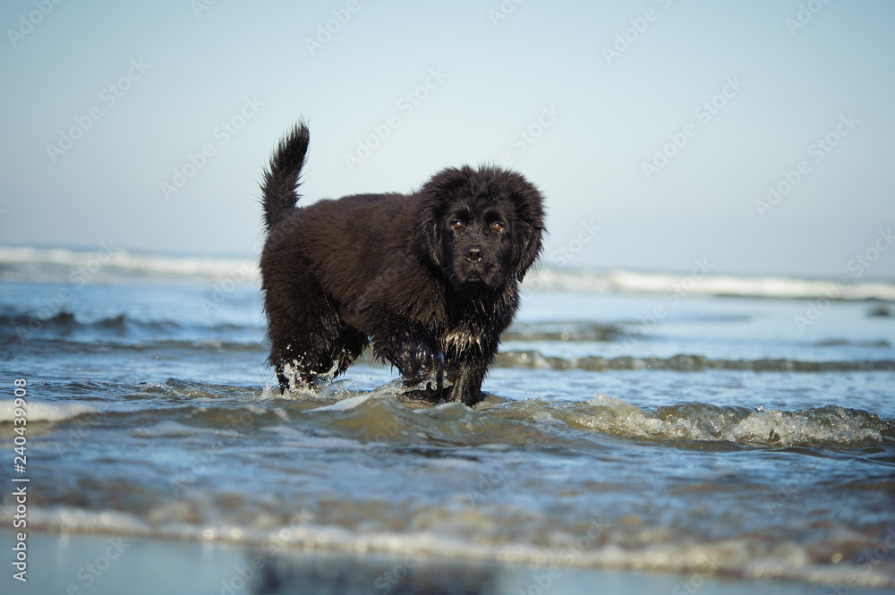 Newfoundland puppy dog walking through ocean water