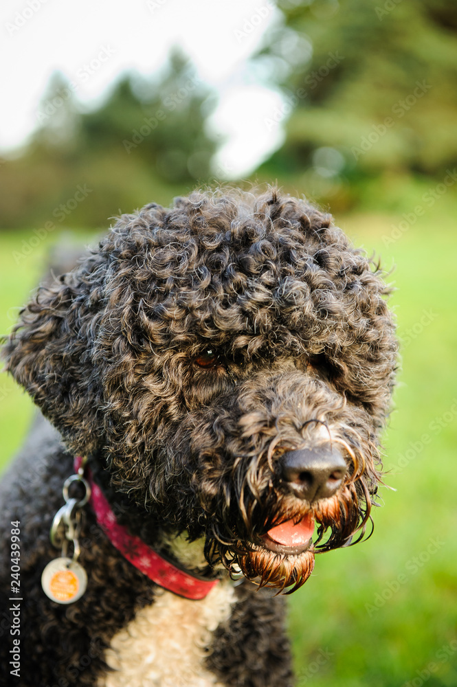 Portuguese Water Dog outdoor portrait Portuguese Water Dog outdoor portrait