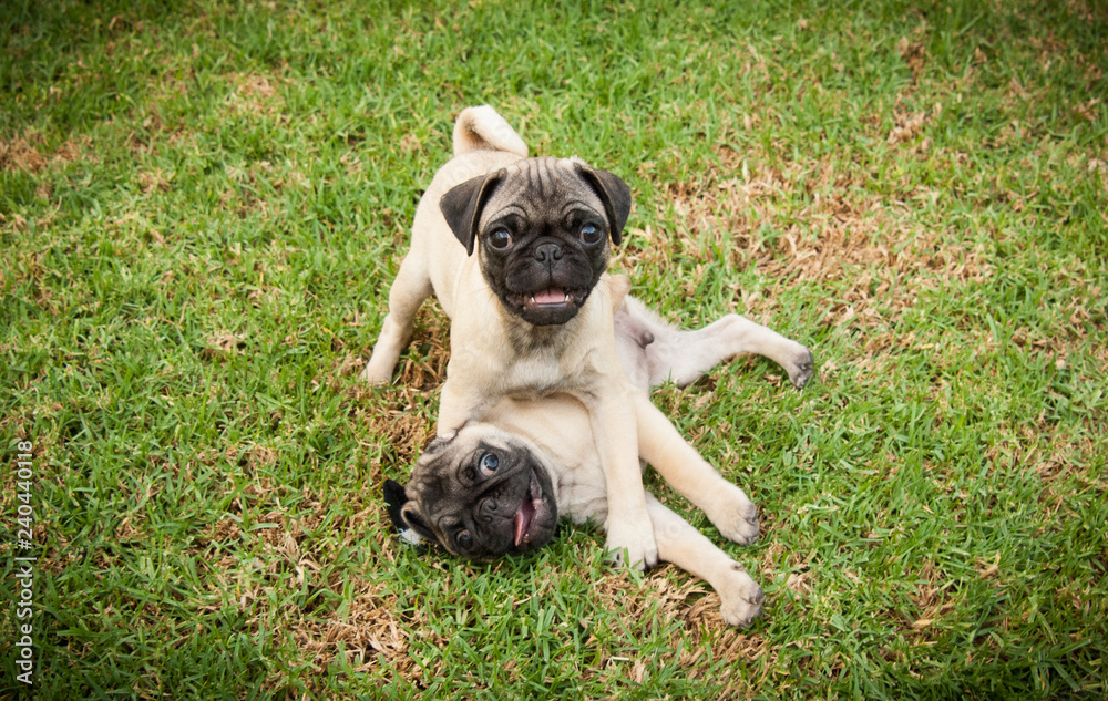 Two Pug puppies together on grass
