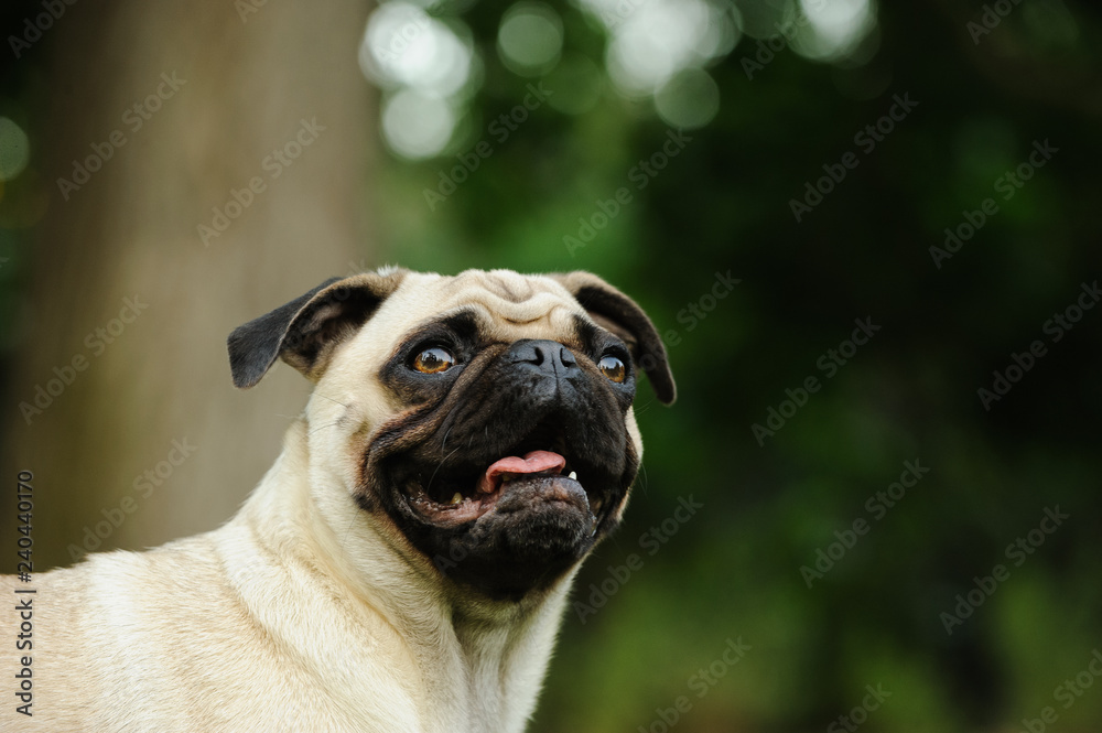 Pug dog outdoor portrait