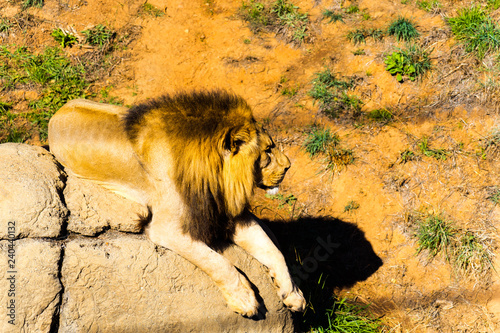 African Lion - Animal, Living Organism ,Mammals