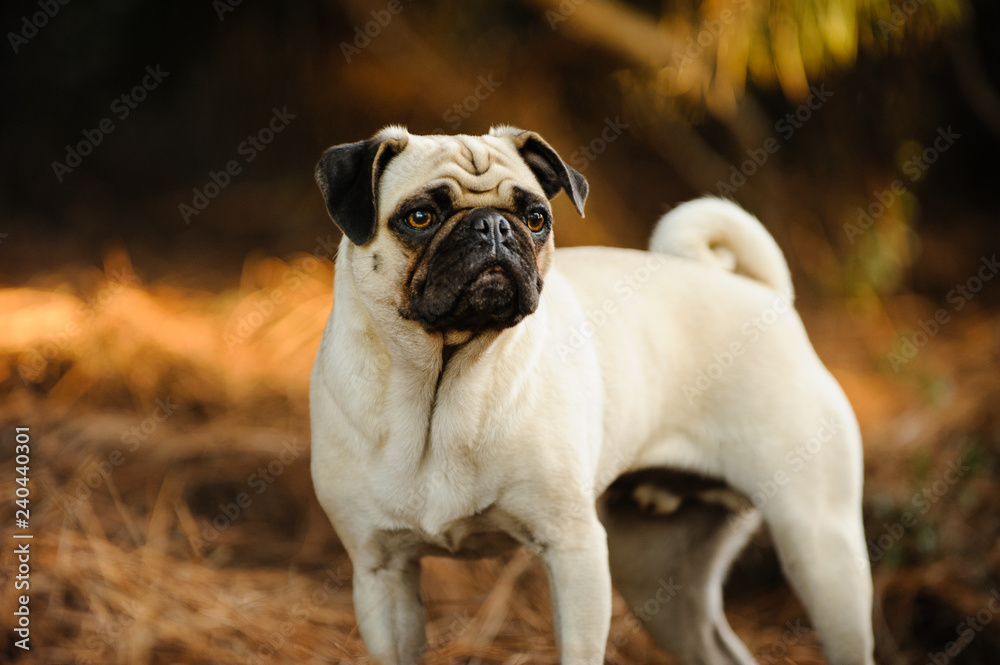 Pug dog outdoor portrait