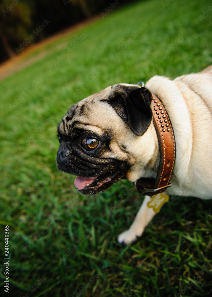 Pug dog walking through grass