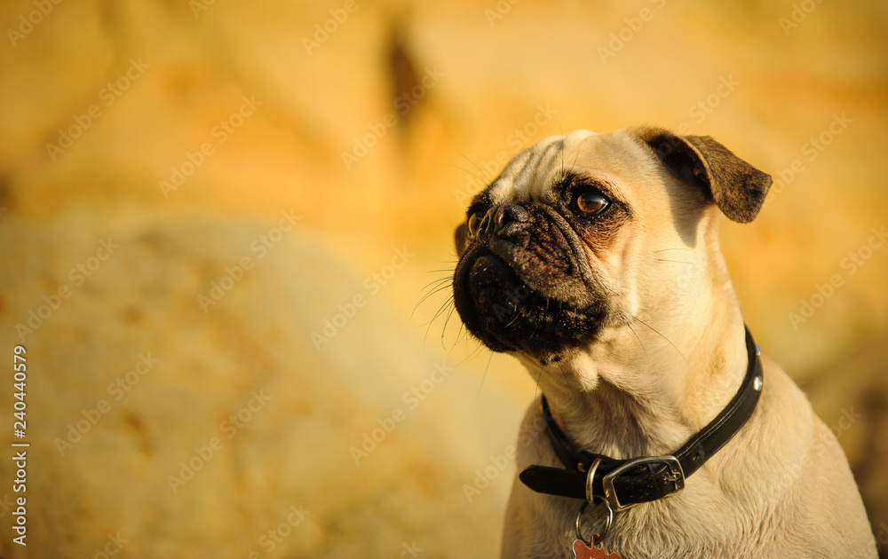 Obraz premium Pug