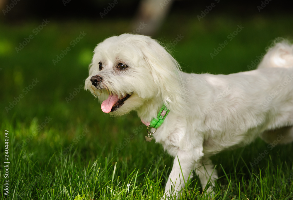 Maltese dog outdoor portrait walking through grass