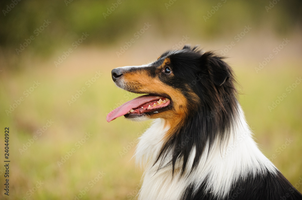 Sheltie dog portrait in field