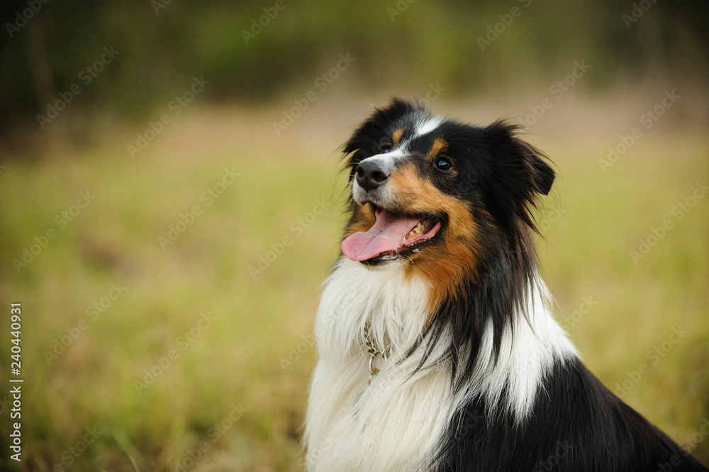 Sheltie dog outdoor portrait
