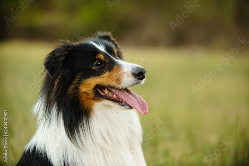 Sheltie dog outdoor portrait