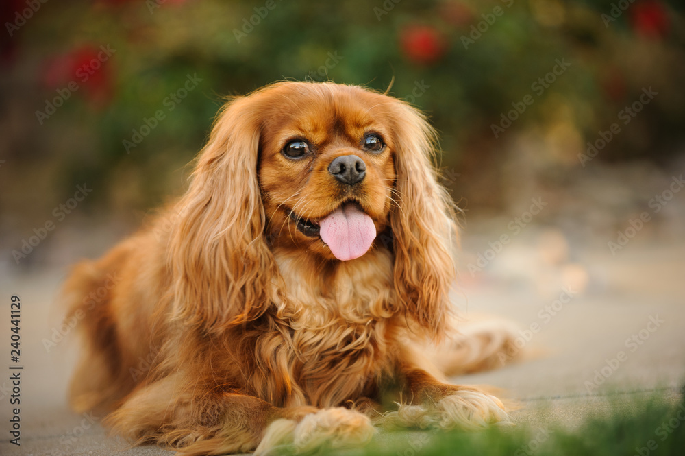 Cavalier King Charles Spaniel dog portrait Cavalier King Charles Spaniel dog portrait