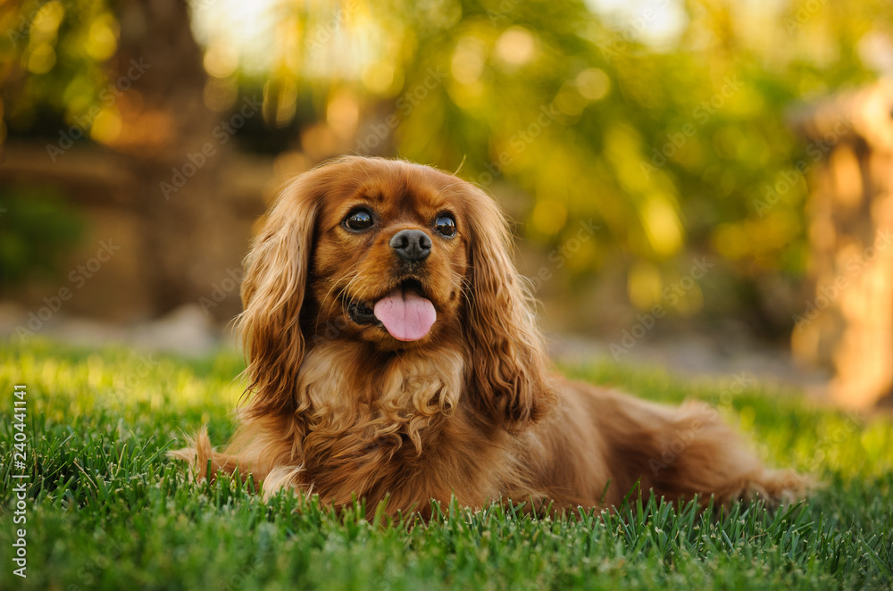 Cavalier King Charles Spaniel dog lying down in grass