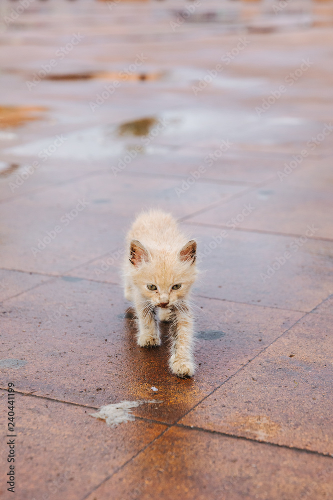 stray cat in Marrakech, Morocco