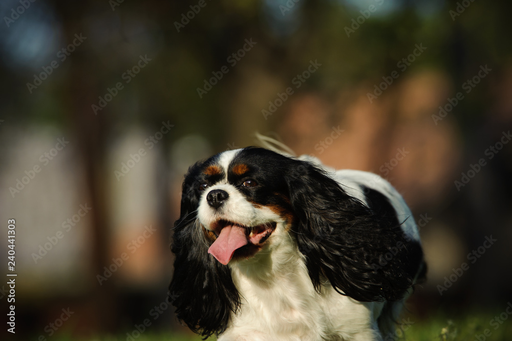 Cavalier King Charles Spaniel walking through park Cavalier King Charles Spaniel walking through park