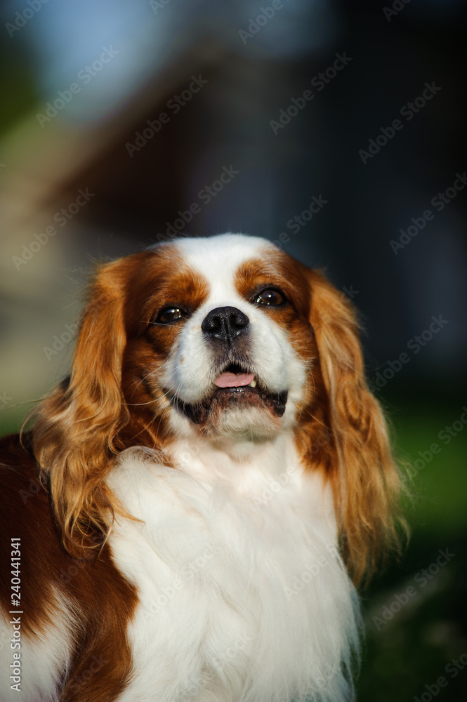 Cavalier King Charles Spaniel dog outdoor portrait