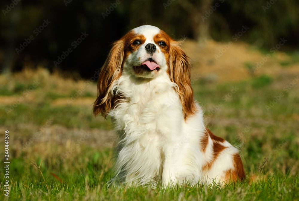 Cavalier King Charles white tan puppy dog in the sunny field