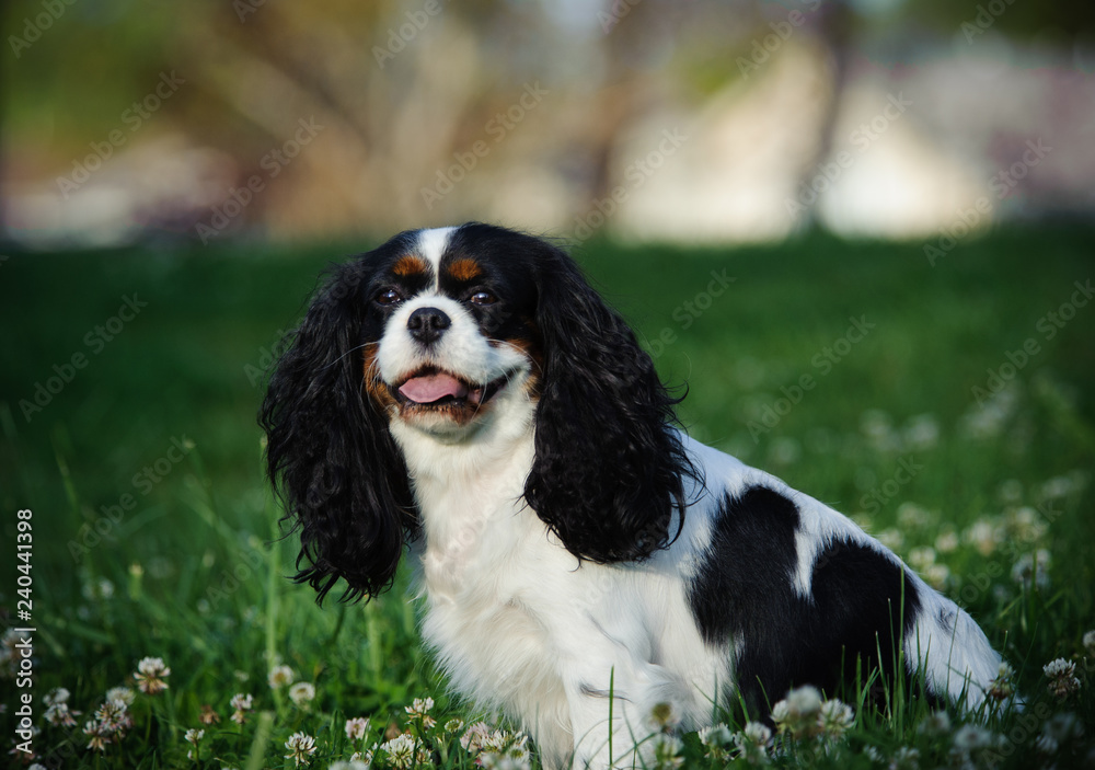 Cavalier King Charles Spaniel dog sitting in grass