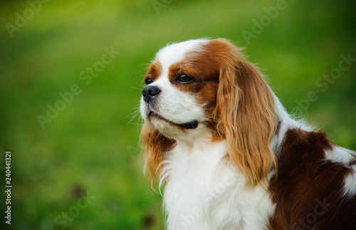 Cavalier King Charles Spaniel dog portrait with green background