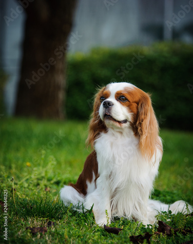 Cavalier King Charles Spaniel sitting in green grass by tree