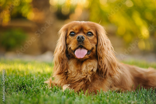Valokuvatapetti Cavalier King Charles Spaniel dog outdoor portrait