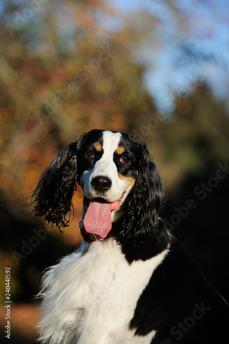 English Springer Spaniel dog outdoor portrait