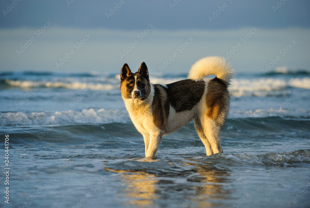 Akita dog outdoor portrait standing in ocean water