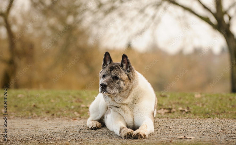 Akita dog outdoor portrait lying down in park