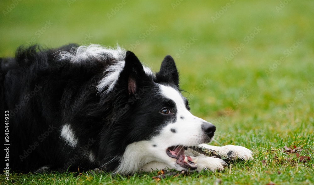 Border Collie dog outdoor portrait lying down in grass