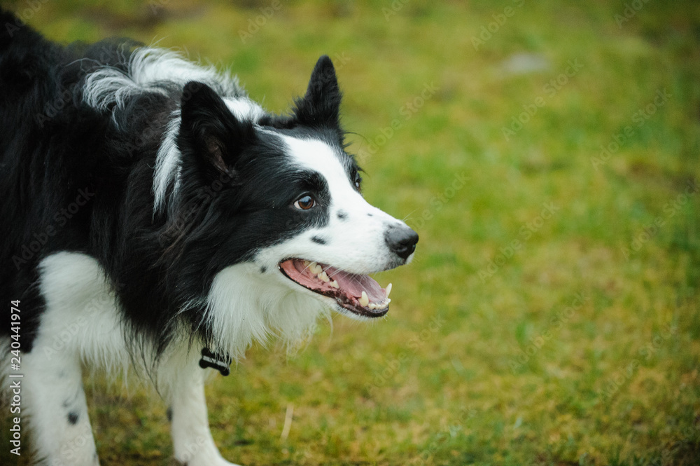 Border Collie dog, portrait of  herding dog