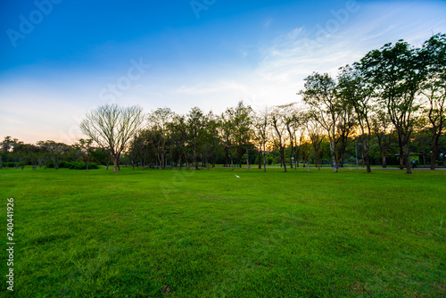 Sunset at city public park with green field and tree