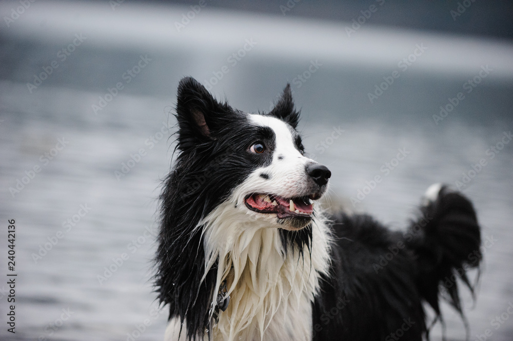 Border Collie dog portrait by water