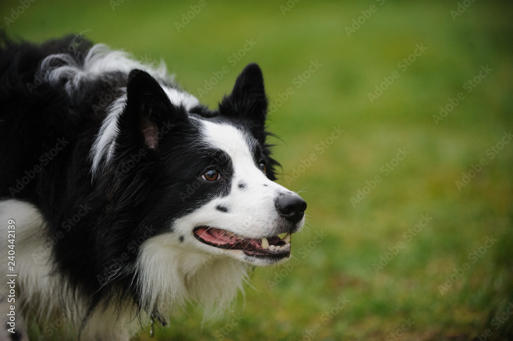 Border Collie dog outdoor portrait in grass Border Collie dog outdoor portrait in grass