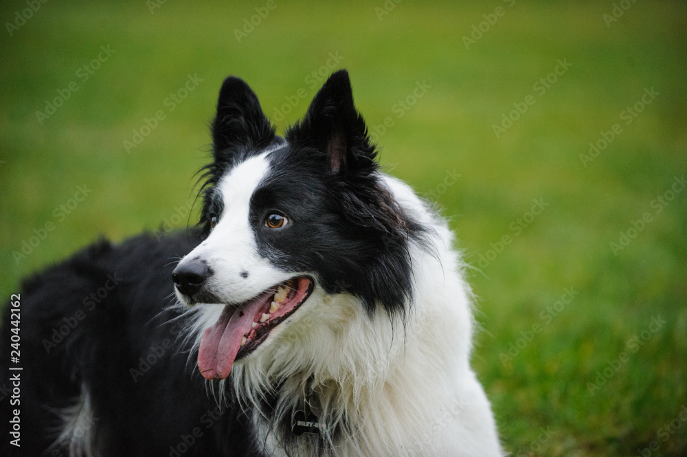 Black and white Border Collie dog portrait in grass