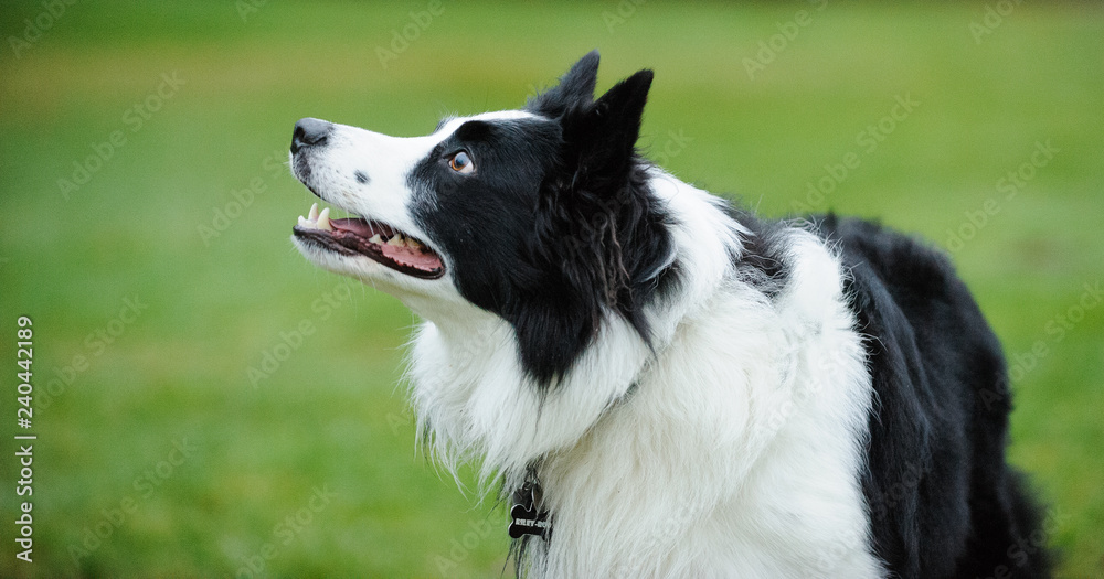Black and white dog outdoor portrait in grass