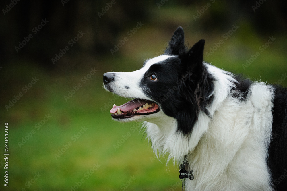 Black and white Border Collie dog portrait Black and white Border Collie dog portrait