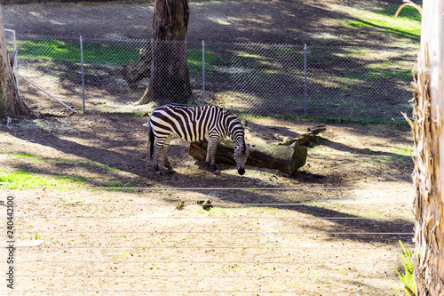 Grant s Zebra - Animal  Living Organism  Mammals