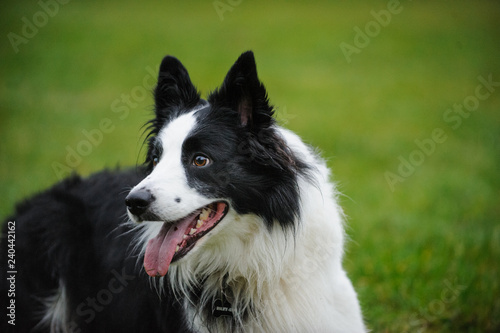 Fototapeta Naklejka Na Ścianę i Meble -  Black and white Border Collie dog portrait in grass