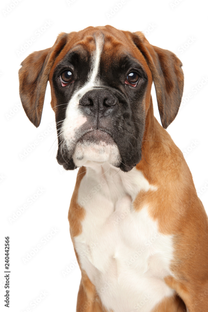 Close-up portrait of Boxer puppy, 5 months old