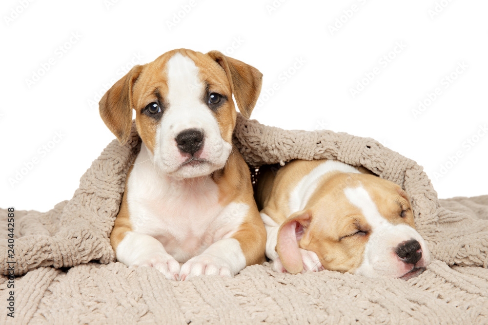 Two Amstaff puppies under a blanket