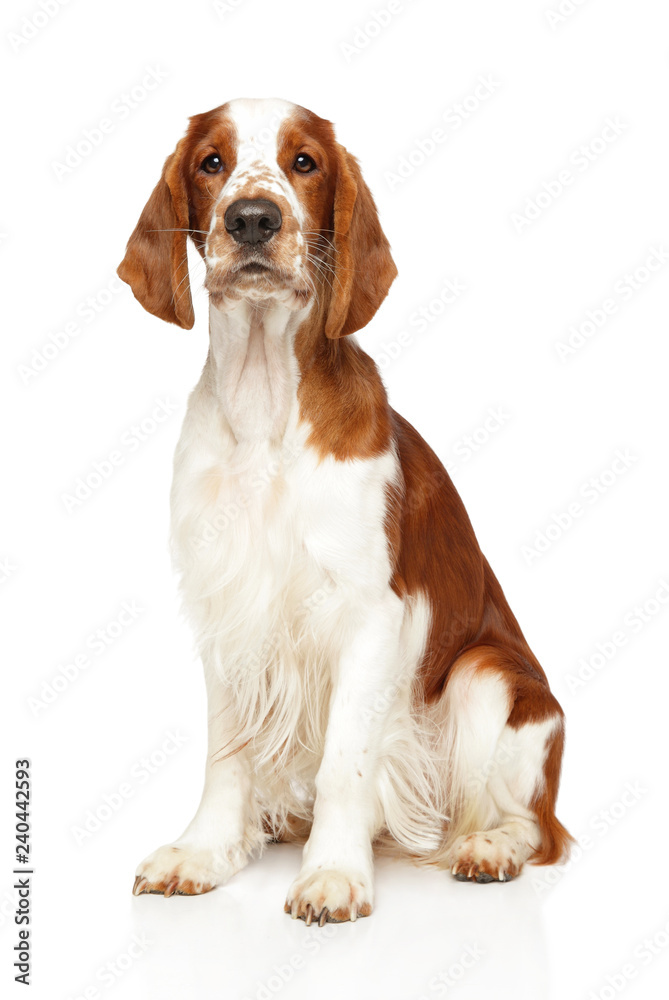 Welsh Springer Spaniel sits in front of white